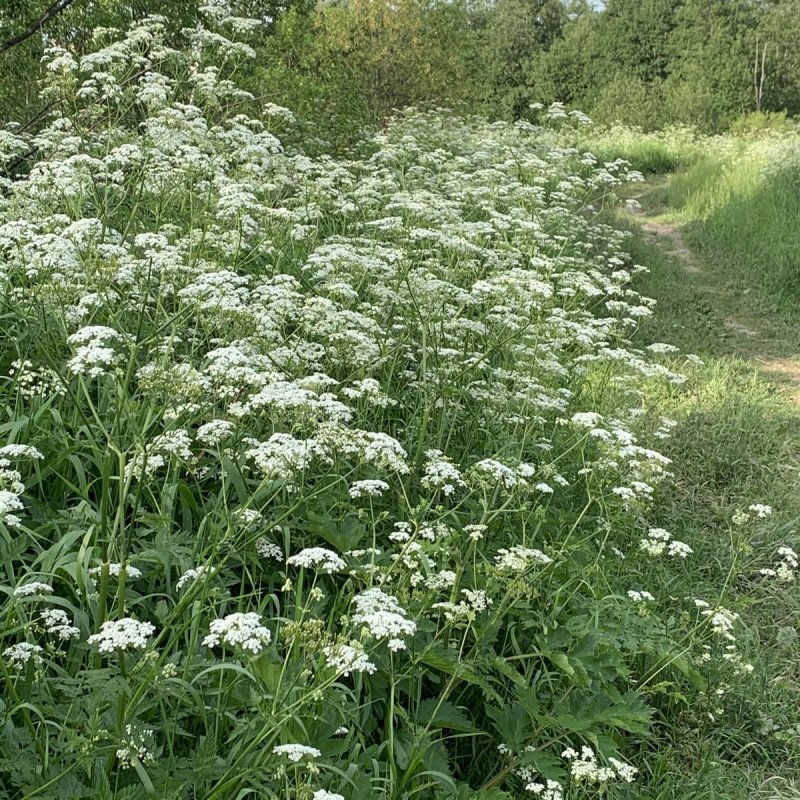 Морковник бессера