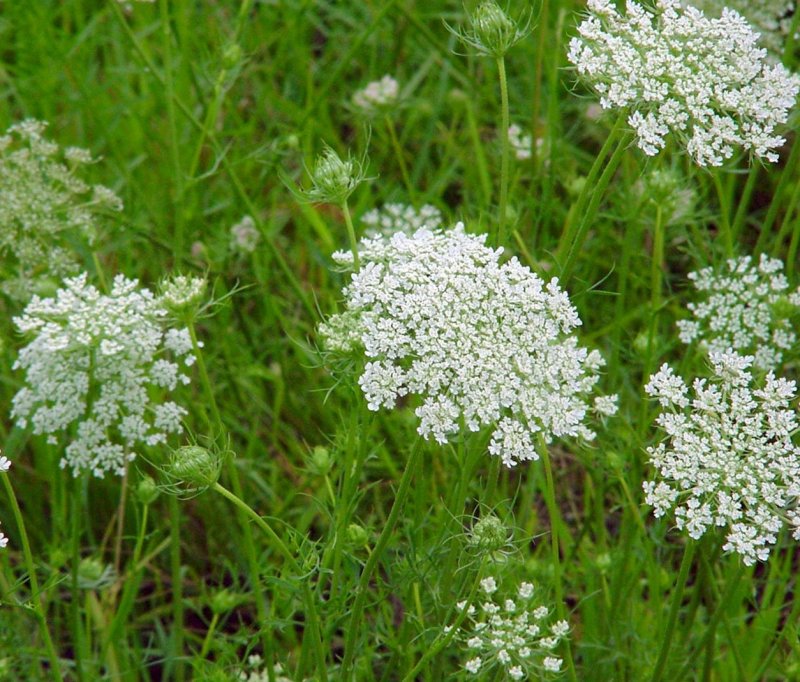 Купырь Лесной (Anthriscus Sylvestris l.)