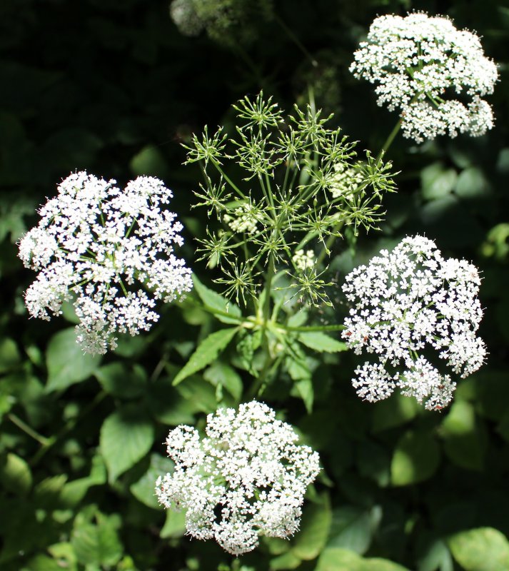 Купырь Лесной Anthriscus Sylvestris