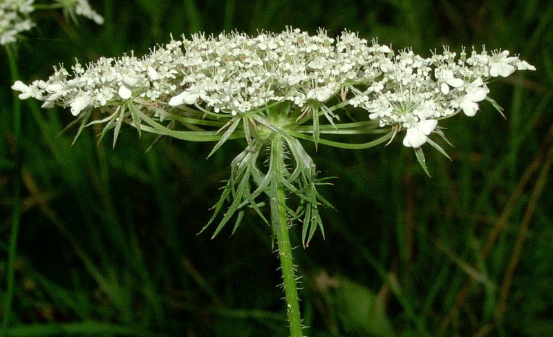 Купырь морковник
