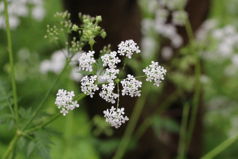 Кервель ажурный ( Anthriscus cerefolium)
