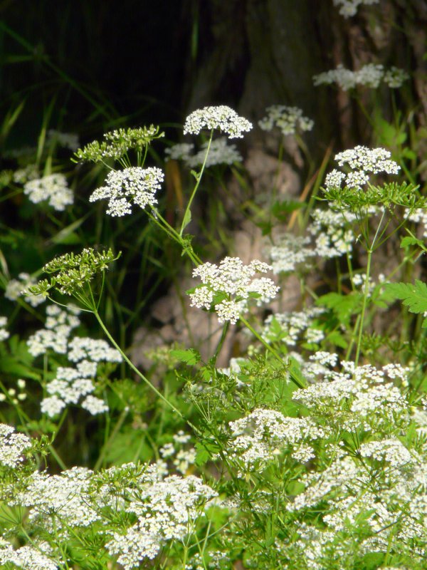 Бутень одуряющий (Chaerophyllum temulum l.)