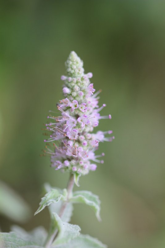 Мята длиннолистная (Mentha longifolia l.)