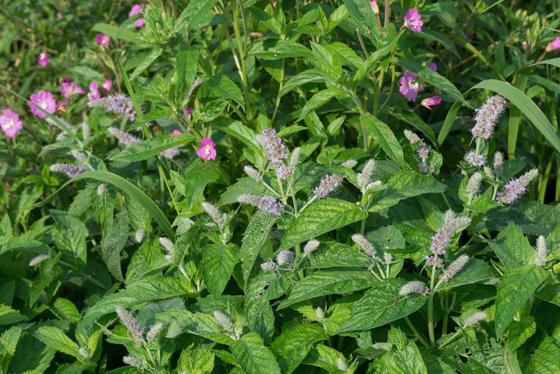 Мята длиннолистная (Mentha longifolia
