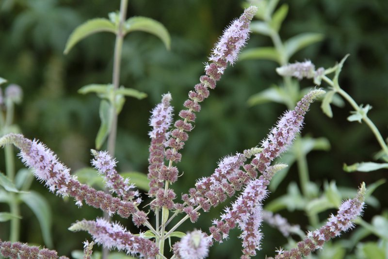 Мята длиннолистная (Mentha longifolia l.)
