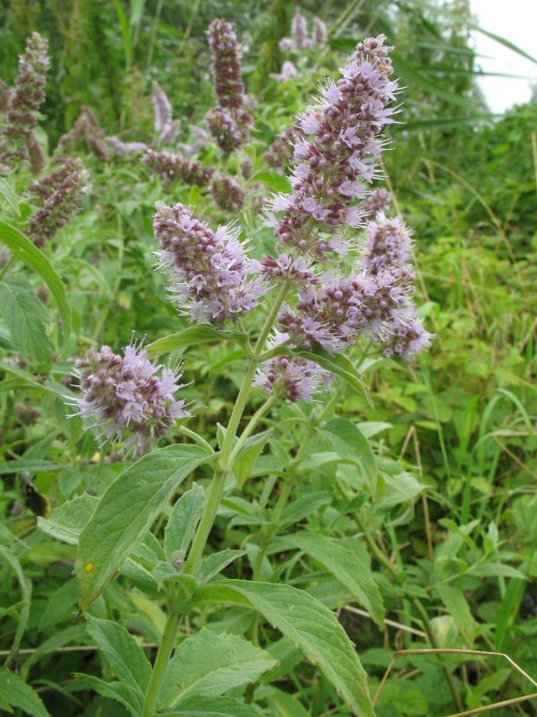 Мята длиннолистная (Mentha longifolia l.)