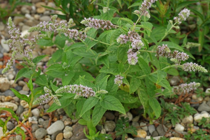 Мята длиннолистная (Mentha longifolia