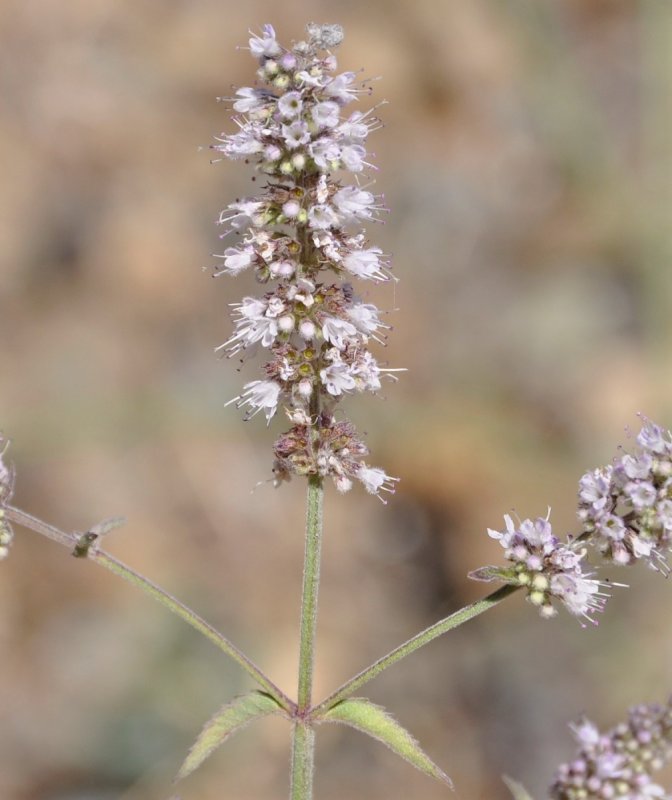 Мята длиннолистная (Mentha longifolia