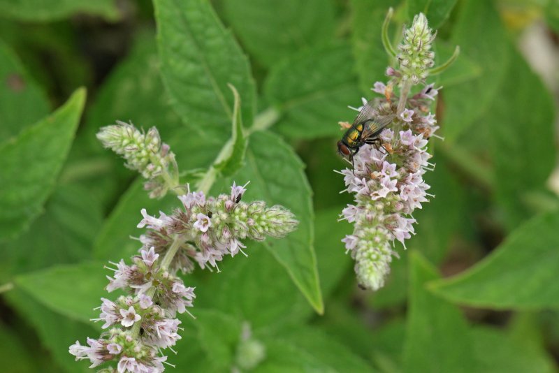 Mentha longifolia