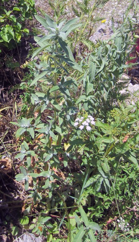 Мята длиннолистная (Mentha longifolia l.)