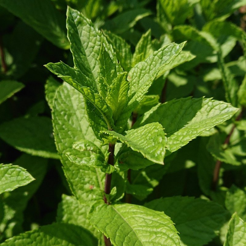 Мята перечная (Mentha piperita)