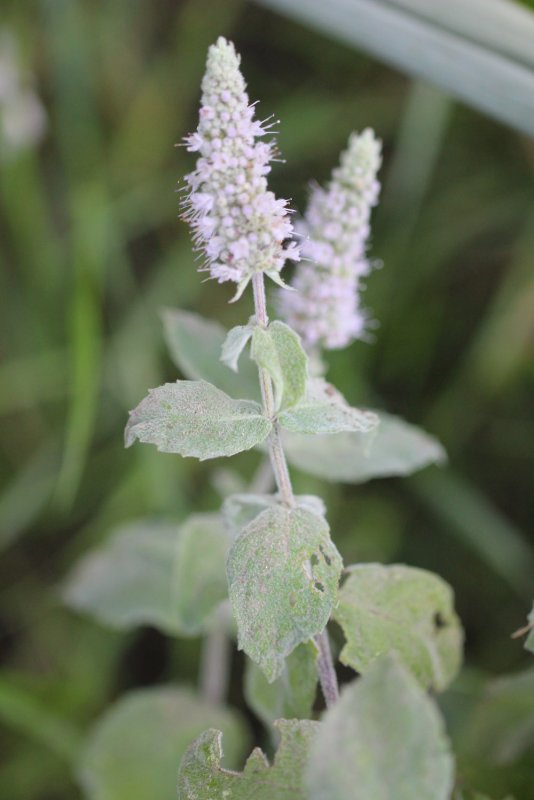 Мята длиннолистная (Mentha longifolia l.)