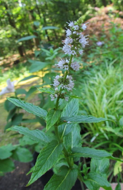 Мята Mentha spicata Moroccan