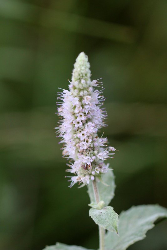Мята длиннолистная (Mentha longifolia