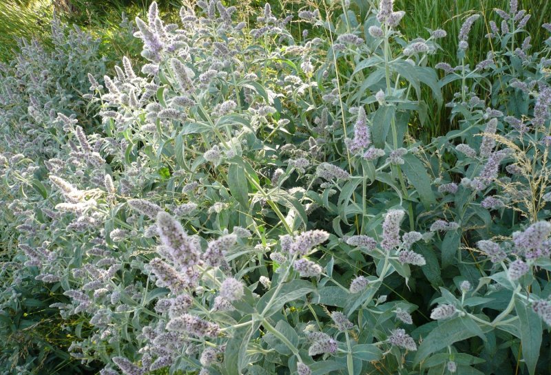 Мята длиннолистная (Mentha longifolia l.)