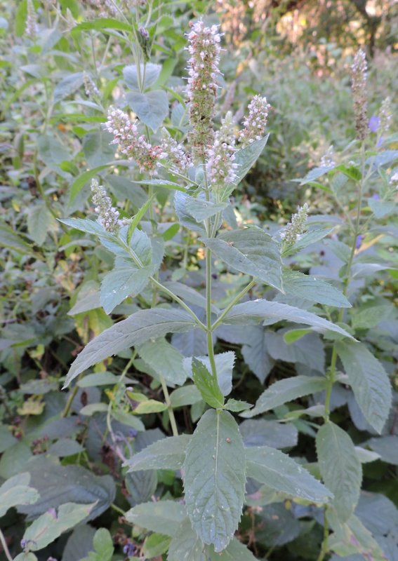 Мята длиннолистная (Mentha longifolia l.)