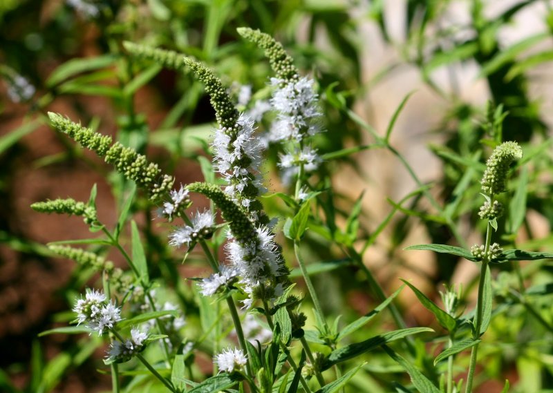 Род Oenanthe longifolia
