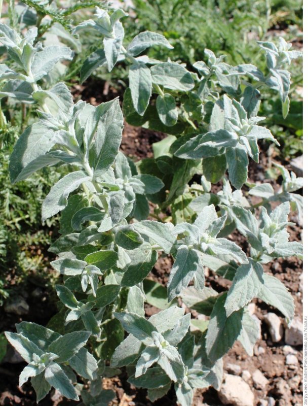 Вероника длиннолистная "Schneeriesin" (Veronica longifolia)