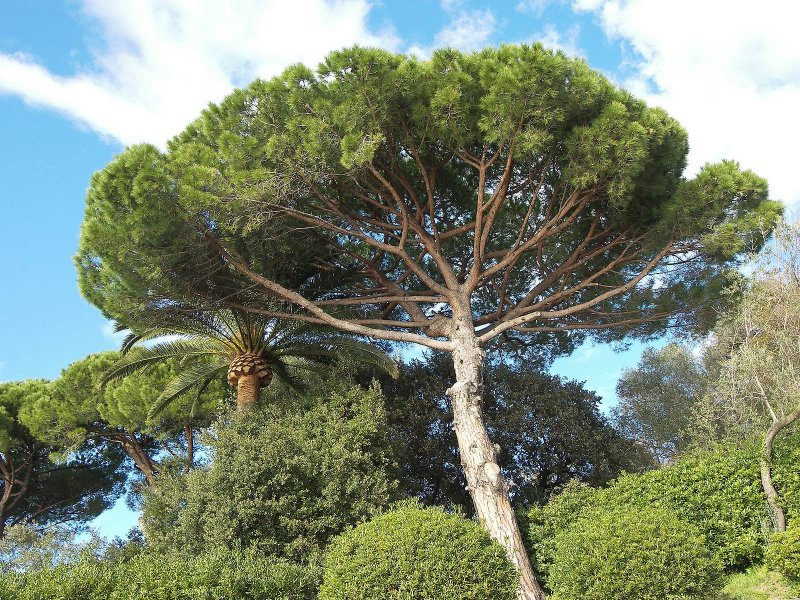 Приморская сосна Pinus pinaster