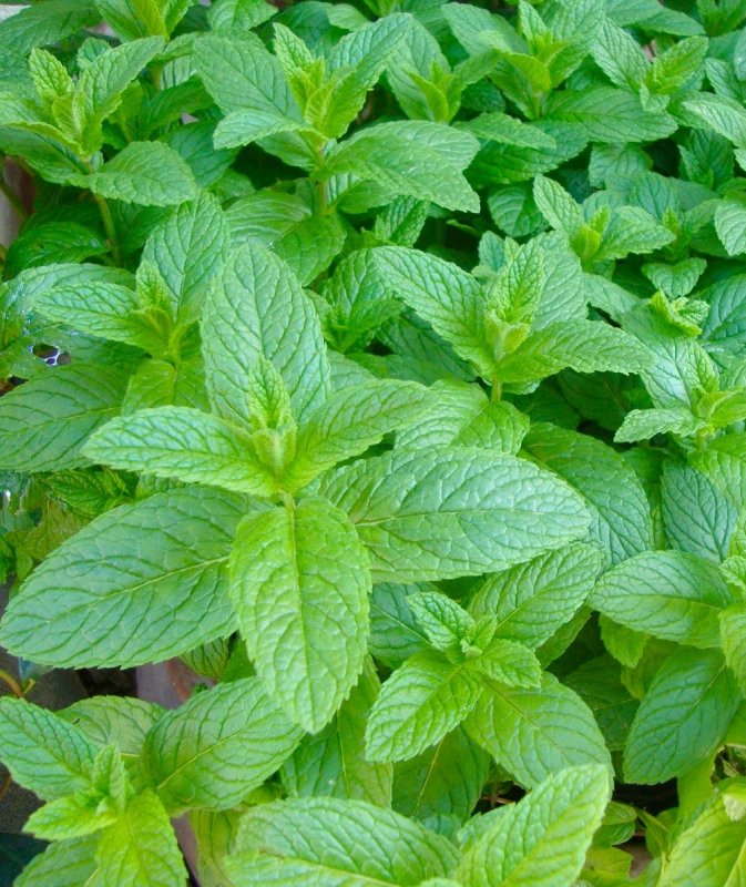 Mentha spicata мята колосистая