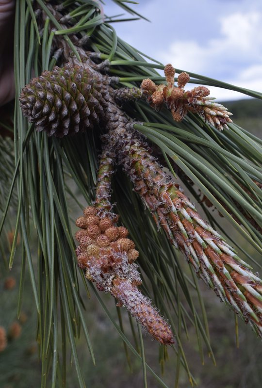 Приморская сосна Pinus pinaster