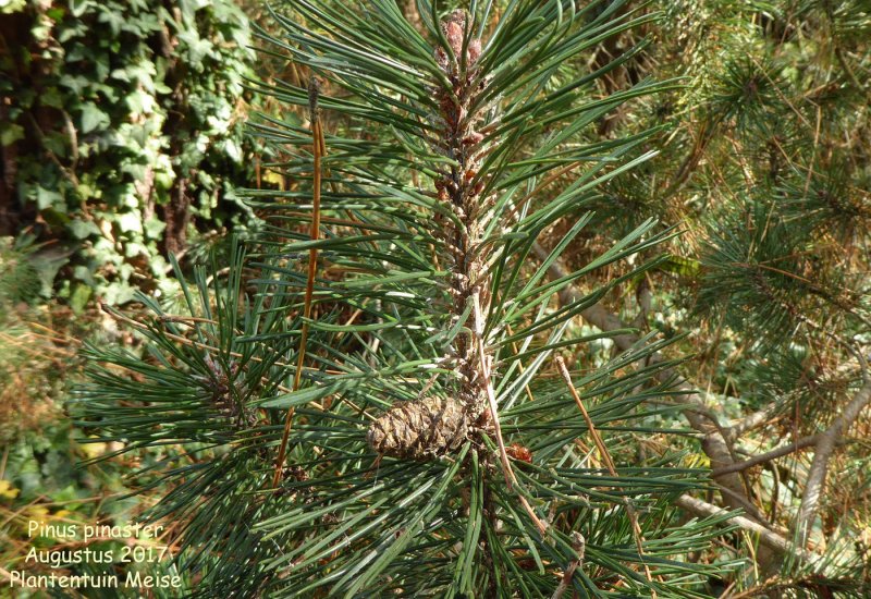 Сосна washoensis