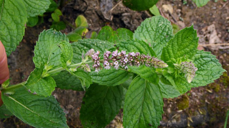 Mentha grandiflora