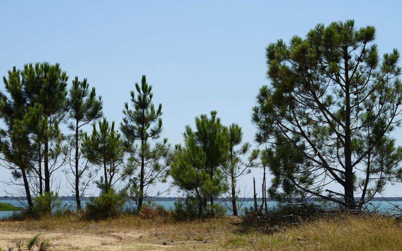 Сосна Pinus pinaster