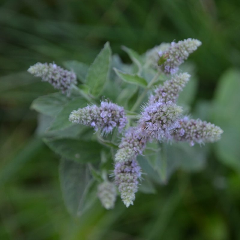 Мята серебристая (Mentha)