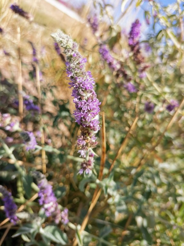 Мята длиннолистная (Mentha longifolia l.)