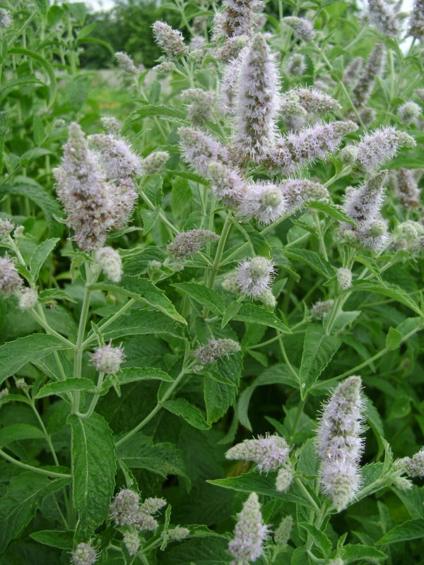 Мята длиннолистная (Mentha longifolia