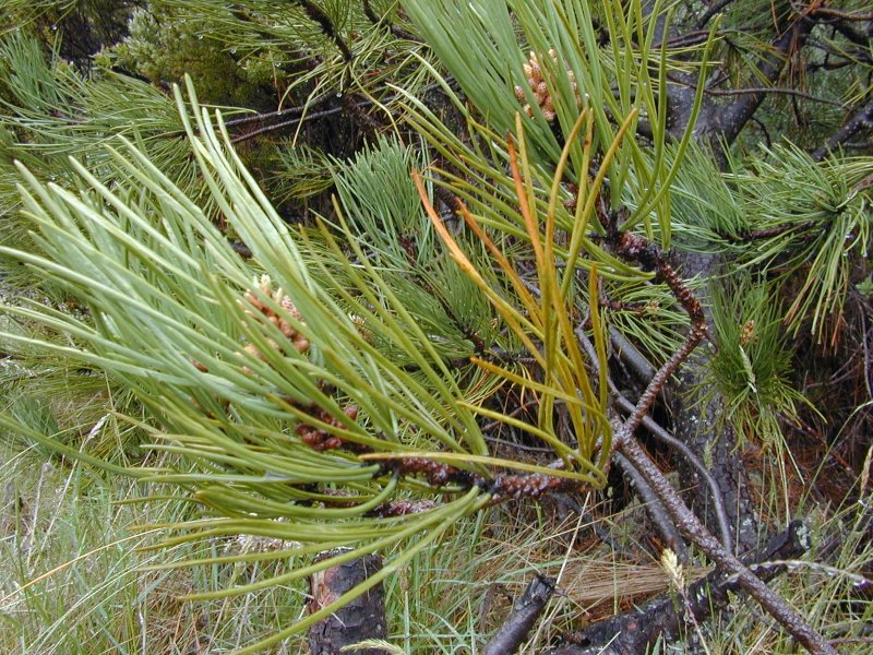Pinus maritima