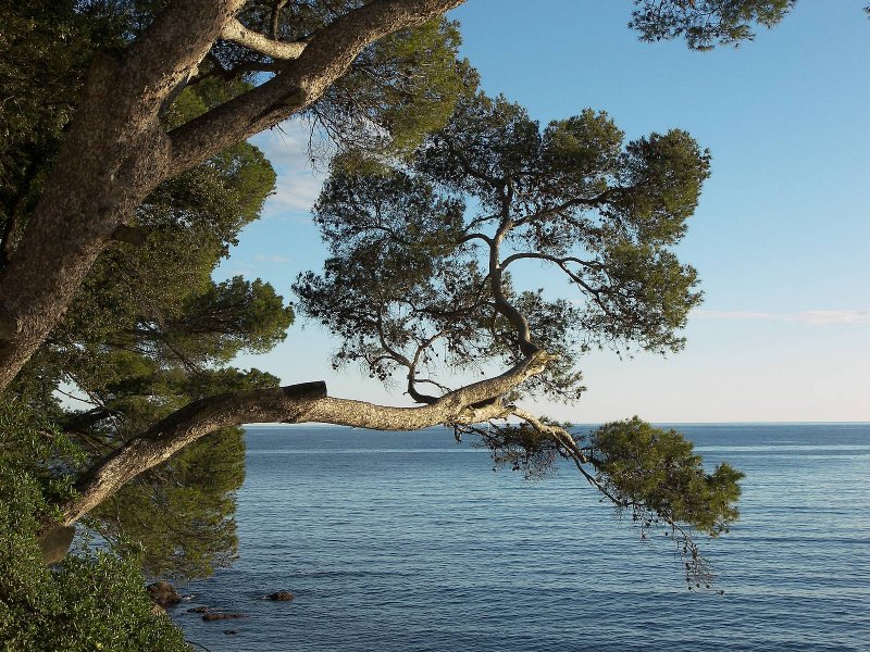 Сосна Приморская Pinaceae Pinus pinaster