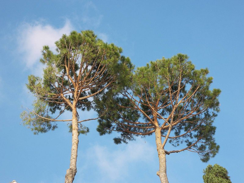 Сосна зонтичная - Pinus Pine