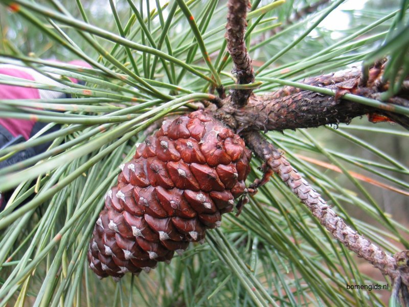 Сосна Приморская Pinaceae Pinus pinaster