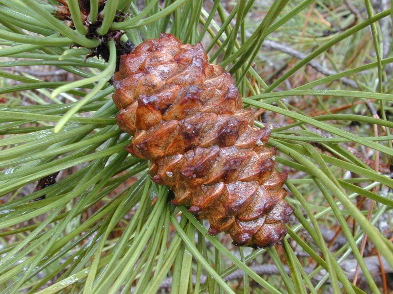 Pinus durangensis