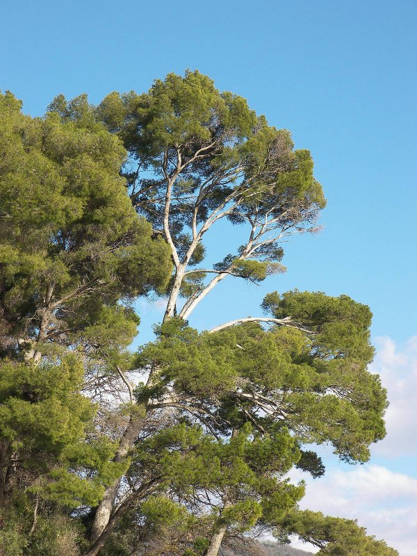 Приморская сосна Pinus pinaster