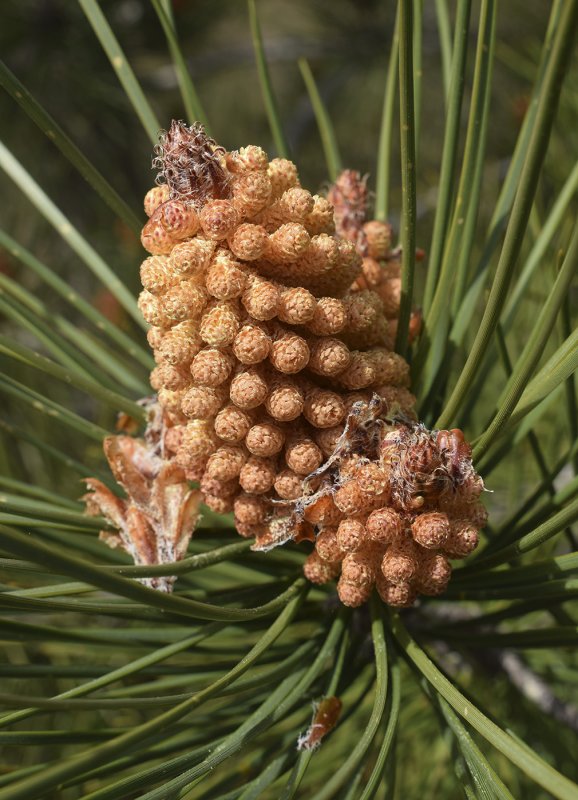 Сосна Приморская Pinaceae Pinus pinaster