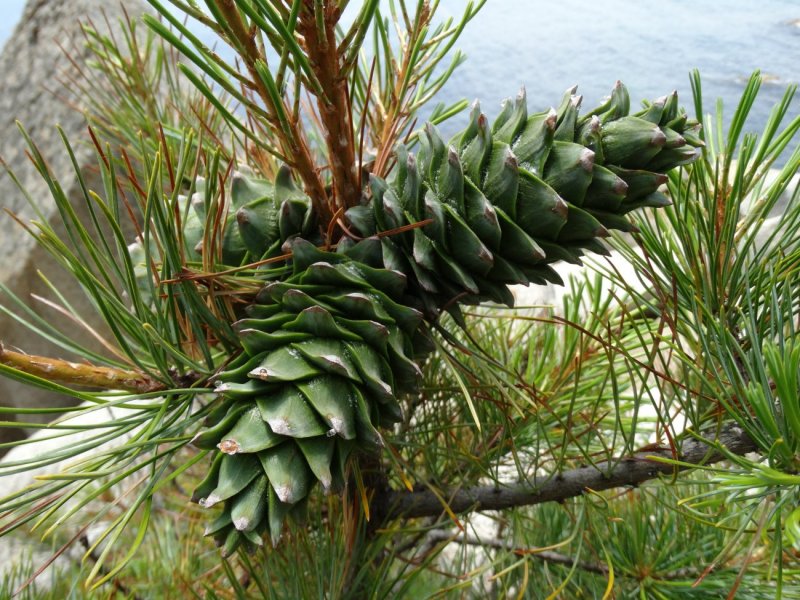 Кедр Дальневосточный (Pinus koraiensis)
