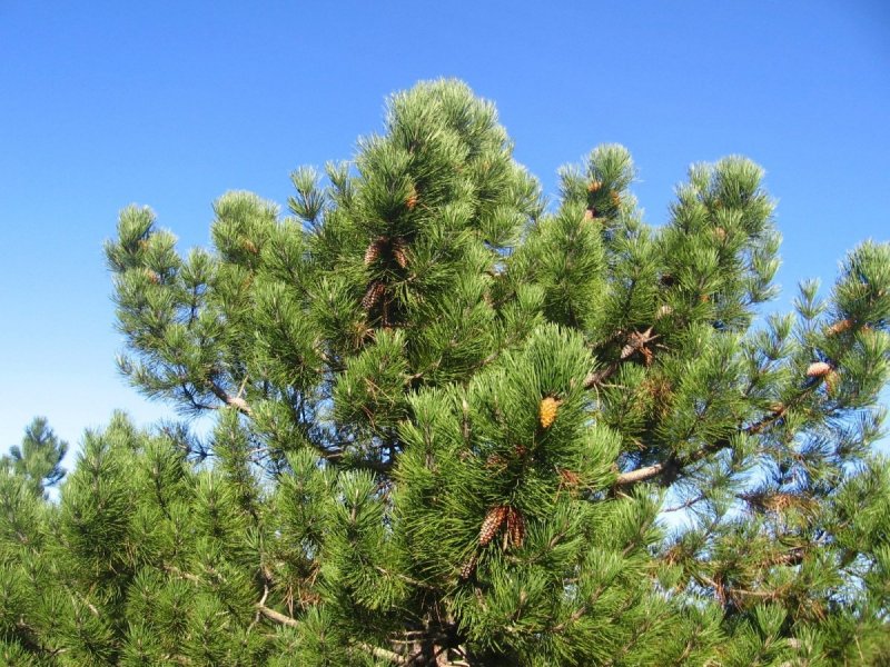 Pinus nigra 'maritima'