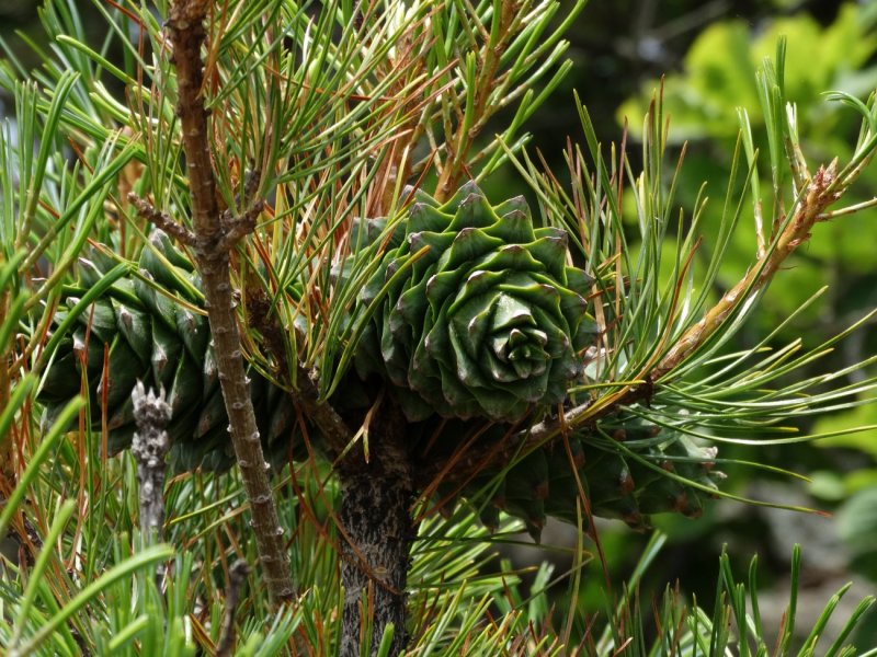Pinus koraiensis шишки
