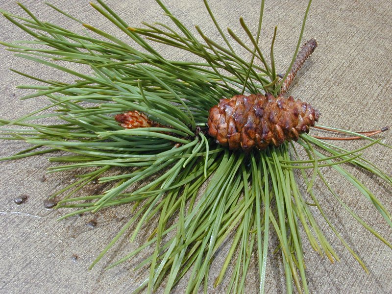 Сосна Приморская – Pinus pinaster Aiton