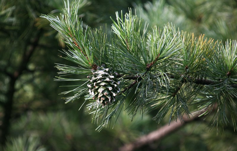 Кедр Дальневосточный (Pinus koraiensis)