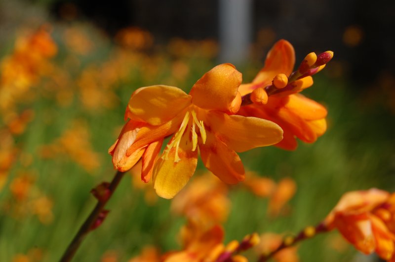 Crocosmia x crocosmiiflora