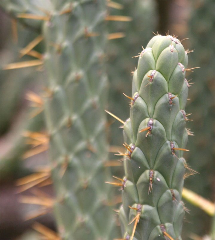 Opuntia cylindrica