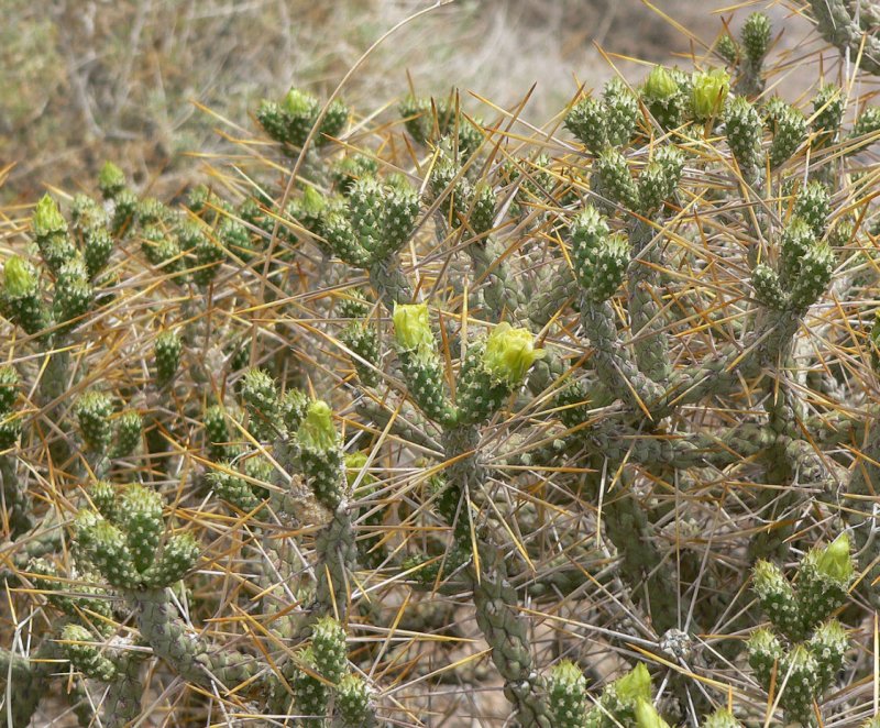 Cylindropuntia ramosissima