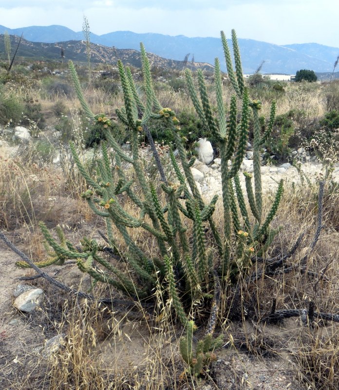 Кактус калифорнийский Cylindropuntia californica