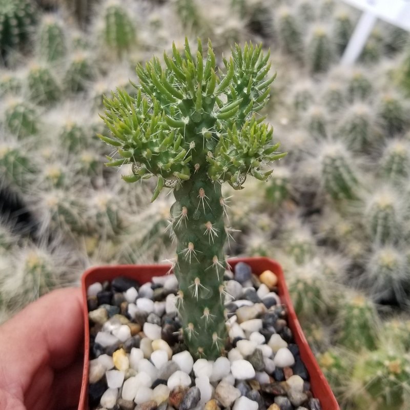 Род Цилиндропунция — Cylindropuntia