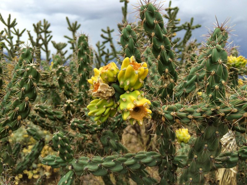 Cylindropuntia imbricata