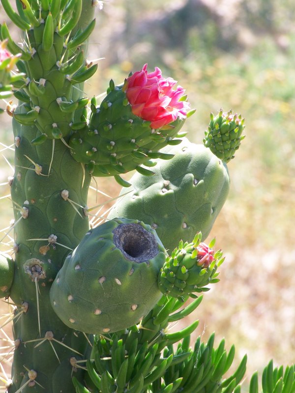 Opuntia imbricata